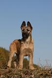 BOUVIER DES ARDENNES 274